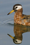 Image. Red Phalarope