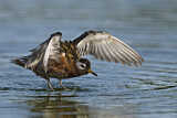 Image. Red Phalarope
