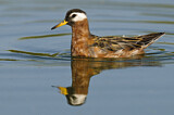 Image. Red Phalarope