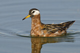 Image. Red Phalarope