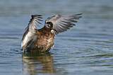Image. Red Phalarope