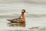 Image. Red Phalarope