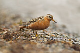 Image. Red Phalarope