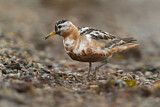 Image. Red Phalarope