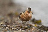 Image. Red Phalarope