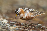 Image. Red Phalarope