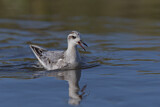 Image. Red Phalarope