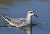 Image. Red Phalarope