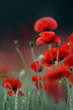Image. Red Poppy