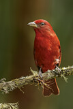 Image. Red Tanager