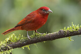 Image. Red Tanager