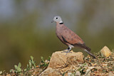 Image. Red Turtle Dove