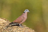 Image. Red Turtle Dove