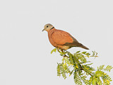 Image. Red Turtle Dove