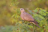 Image. Red Turtle Dove