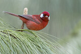 Image. Red Warbler