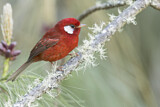 Image. Red Warbler