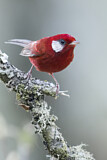 Image. Red Warbler