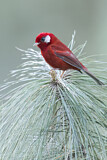Image. Red Warbler