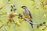 Image. Red Wattlebird