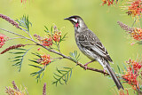 Image. Red Wattlebird
