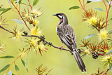 Image. Red Wattlebird