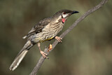 Image. Red Wattlebird