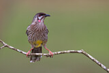 Image. Red Wattlebird