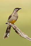 Image. Red Wattlebird