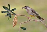 Image. Red Wattlebird