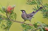 Image. Red Wattlebird
