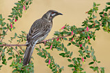 Image. Red Wattlebird