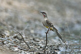 Image. Red Wattlebird