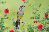 Image. Red Wattlebird