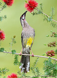 Image. Red Wattlebird