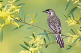 Image. Red Wattlebird