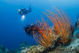 Image. Red Whip Coral