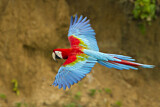 Image. Red-and-green Macaw