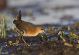 Image. Red-and-white Crake