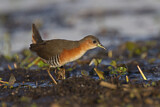 Image. Red-and-white Crake