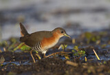 Image. Red-and-white Crake
