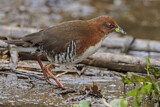 Image. Red-and-white Crake