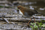 Image. Red-and-white Crake