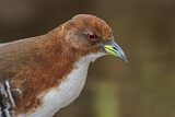 Image. Red-and-white Crake