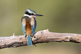 Image. Red-backed Kingfisher