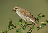 Image. Red-backed Shrike
