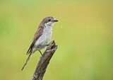 Image. Red-backed Shrike