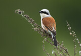 Image. Red-backed Shrike