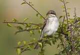 Image. Red-backed Shrike