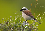 Image. Red-backed Shrike